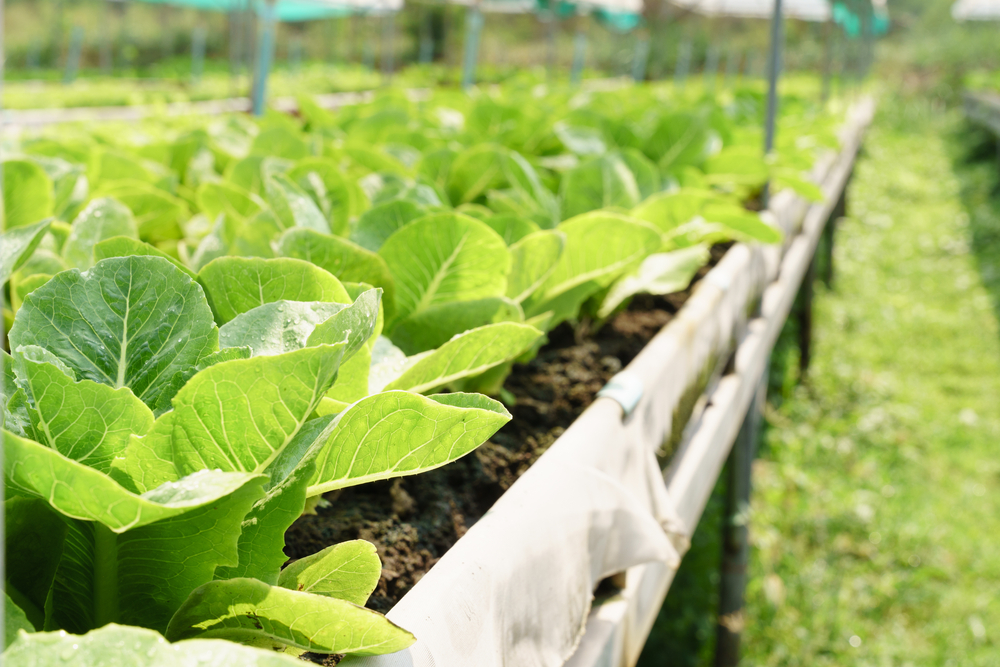 Accelerating the transition to sustainable agriculture